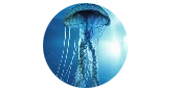 as medusas son una de las criaturas vivientes más antiguas de la Tierra