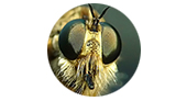 40 fotos impresionantes de insectos en macro