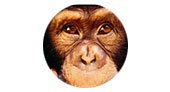 todo sobre chimpancés. Chimpancepedia