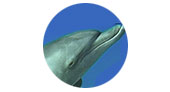 Delfines, ese lindo animal del océano