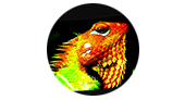 En www.reptiles.com.es vas a encontrar información básica sobre los reptiles, evolución, formas actuales, así como su mantenimiento en cautividad. 