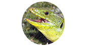 galeria de fotos de anfibios y reptiles