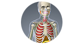 cuerpo humano interactivo 3D